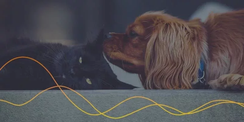 Estudo mostra que 41% dos consumidores fazem compras para seus pets por impulso